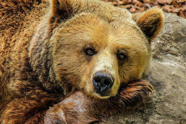 L'ours est observable au parc zoologique du Lunaret.