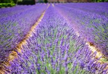 Champs de lavandes en Provence : un paysage violet devenu le symbole de toute une région Allées de lavandes typiques des champs de lavandes en Provence.