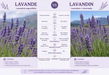 Savoir faire la différence entre lavande et lavandin Tableau sur la différence entre la lavande et la lavandin.